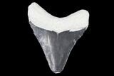 Bone Valley Megalodon Tooth - Florida #99851-1
